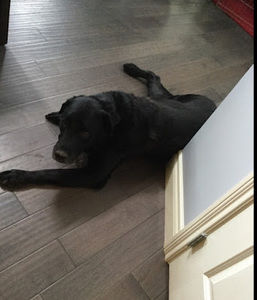 Meet your Posher, Emma